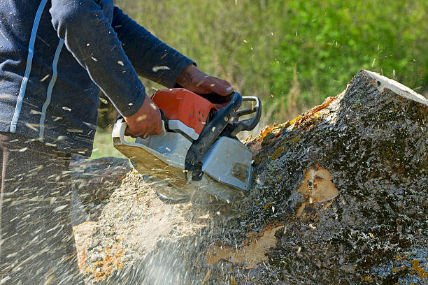 How Our Tree Care Process Works  in Runnemede, NJ